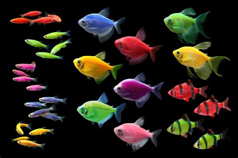 Glofish Tetra Lifespan: How to make Them Live Longer?