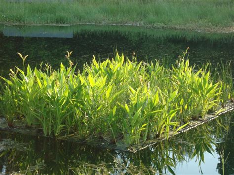 Florida Floating Wetlands - Managed Aquatic Plant Systems