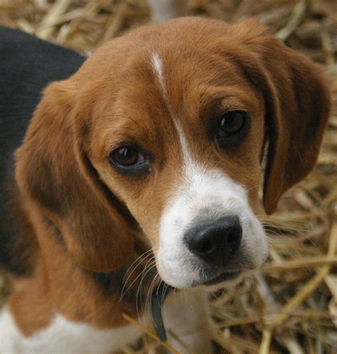 File:Beagle puppy portrait.jpg - Wikipedia