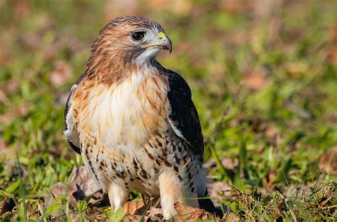 15 Hawks in Arizona (Inc. Awesome Photos) - Birds Advice