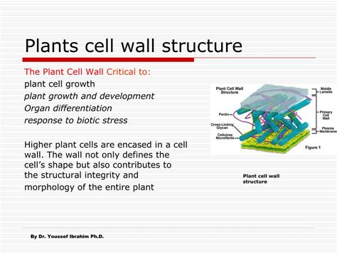 PPT - Plants cell wall structure PowerPoint Presentation, free download - ID:1182117