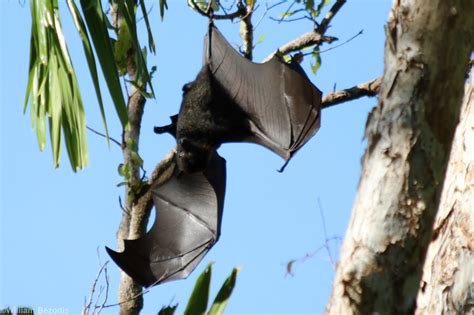 Black Flying Fox - Litchfield National Park - ZooChat