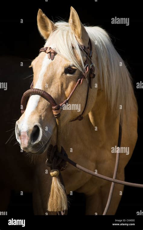 Quarter Horse mare, palomino, portrait wearing a bosal noseband, North Tyrol, Austria, Europe ...