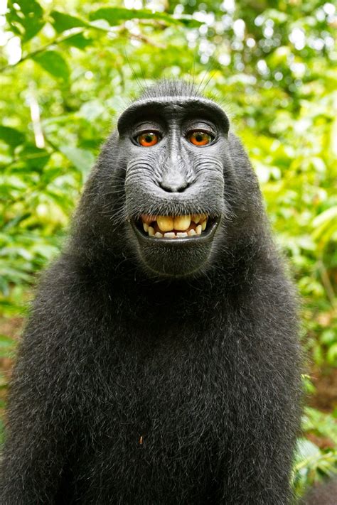 It’s bananas! Monkey wins selfie lawsuit – Boston Herald