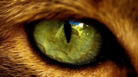 Animal Eyes Abstract Wallpapers - Top Free Animal Eyes Abstract ...