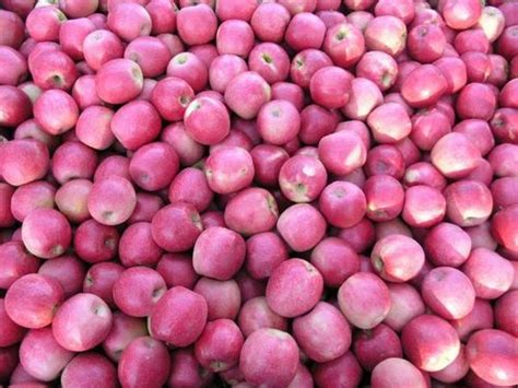 Cripps Pink apple at Rs 90/kilogram | Red Delicious Apple in Mumbai | ID: 11798995248