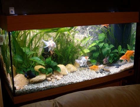 Goldfish aquarium ideas - foptten