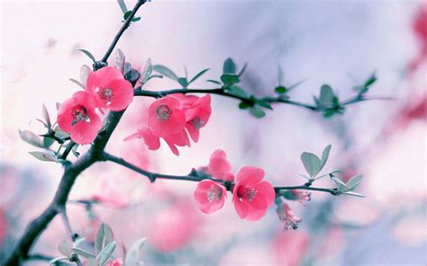 Beautiful Flowers Wallpapers For Laptop | Best Flower Site