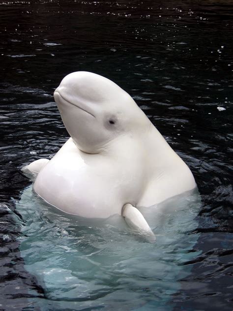 beluga whale | Beluga whale, Animals beautiful, Whale