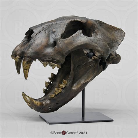 Cave Lion Skull - Bone Clones - Osteological Reproductions