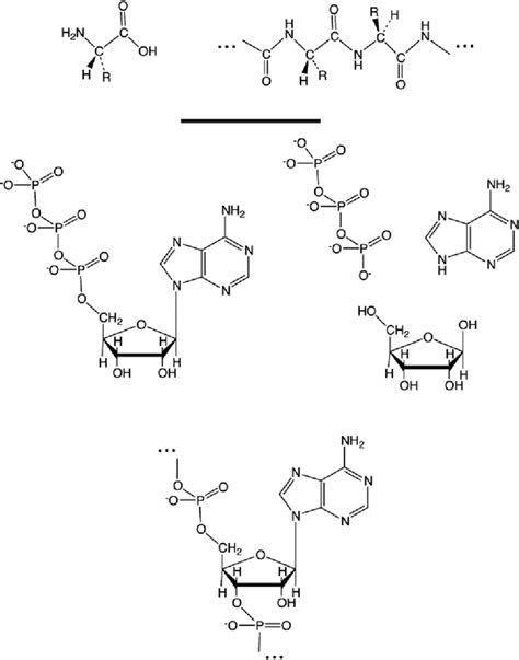 Top: chemical structure of L-amino acids, and of their polymers... | Download Scientific Diagram