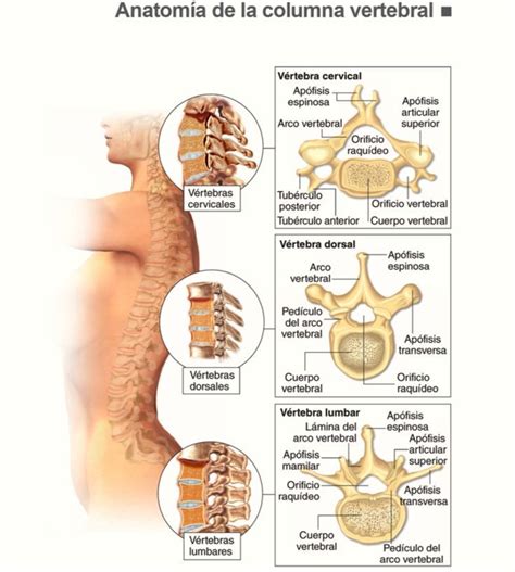 Anatomía de la columna vertebral #fisioterapia | Anatomía del esqueleto ...