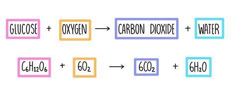 Anaerobic Respiration in Yeast Equation