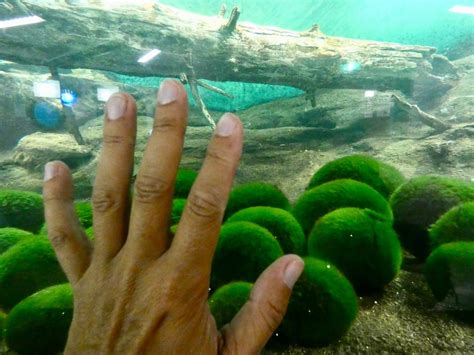 Japan/Hokkaido: Marimo Algae in Lake Akan – Travel2Unlimited