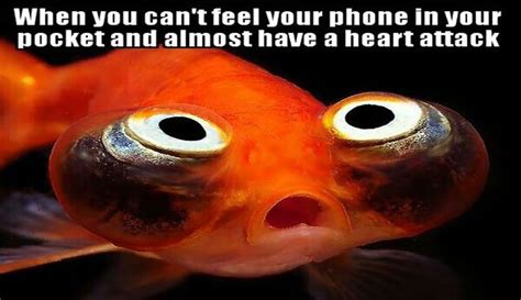 These Goldfish Memes Are Pure Gold | Aquariumvissen, Goudvis, Tropische vissen