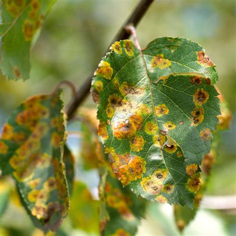 Our Pictorial Guide to Diagnosing Tree Diseases