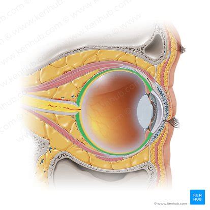 Sclera: anatomy and function | Kenhub