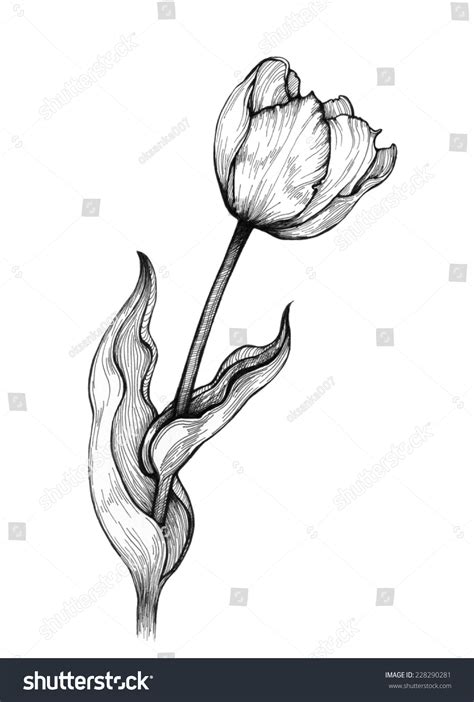 Graphic Illustration Tulip On White Background Stock Illustration ...