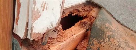 Damage That Carpenter Ants May Do To Your Home