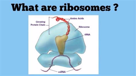 Ribosomes The Protein Factories - YouTube