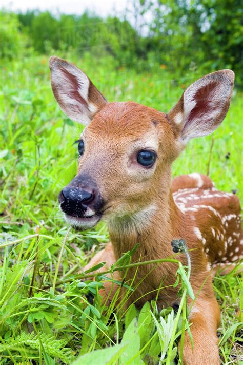 Closeup Of Twin Baby White-Tailed Deer Fawns Laying In Wildflowers Minnesota Spring Captive ...