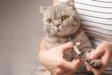 The Ultimate Guide to Cat Nail Clipping | AustraliaPetDoors.com.au