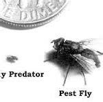 What Are Fly Predators? Fly PredatorsBeing a horse owner involves more t