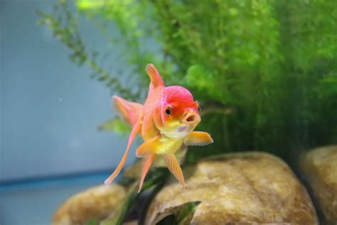 Best Comet Goldfish Tank Mates | The Goldfish Tank