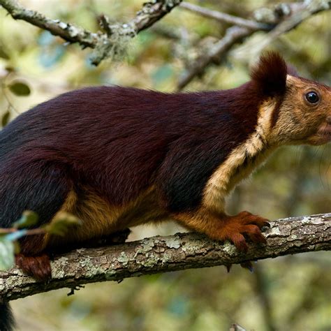 Indian Giant Purple Squirrel