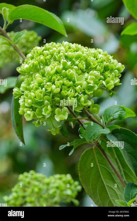 Viburnum macrocephalum 'Sterile', Chinese snowball 'Sterile'. Semi ...