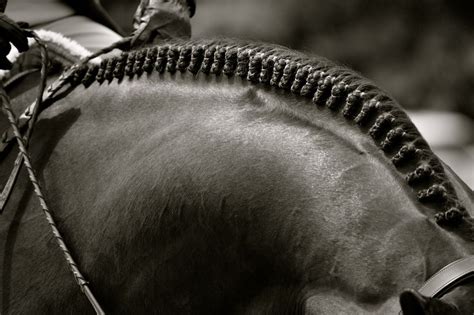 braids | Show horses, Horse braiding, Horse grooming