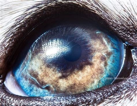 30 Breathtaking Photos That Show How Unique Animal Eyes Are