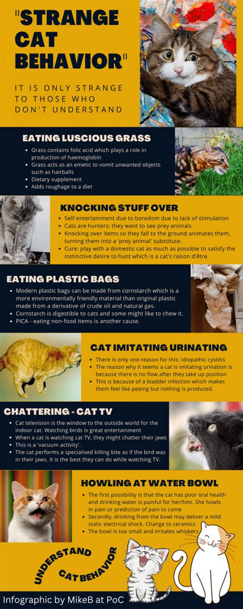 Infographic on ‘strange cat behavior’ – Michael Broad