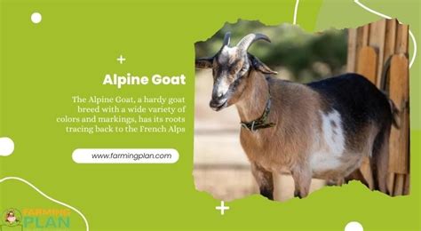 Alpine Goat: Farming Everything You Need To Know - Farming Plan