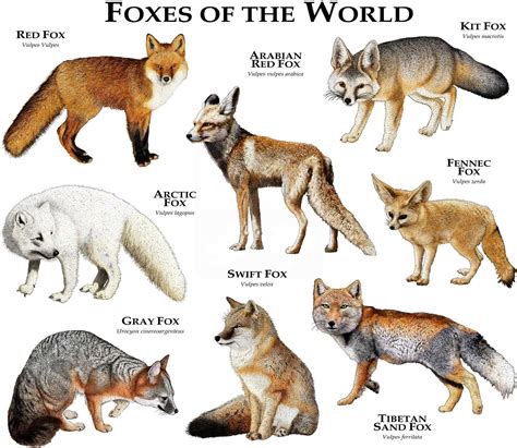 Foxes of the World Poster Print - Etsy | Animals, Animals wild, Animals beautiful