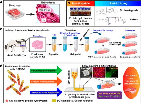 Overview of the cow-free meat production strategy. (a) Structure of the... | Download Scientific ...