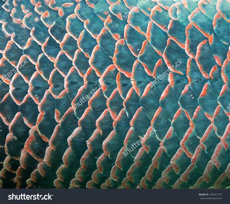 fish scales - interesting texture Fish Scale Tattoo, Wolf Eel, Royalty Free Images, Stock Images ...