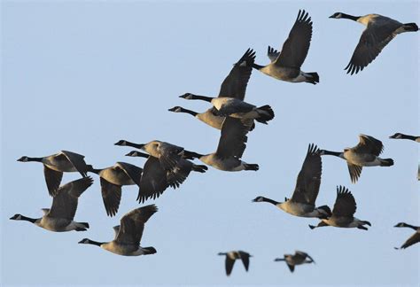 Bird migration explained at last: It’s all about energy efficiency ...