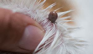 Beware of the brown dog tick | North Central News