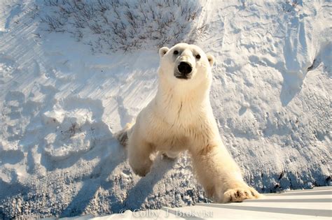 Polar Bear Photography Flourishes in Churchill - Churchill Polar Bears