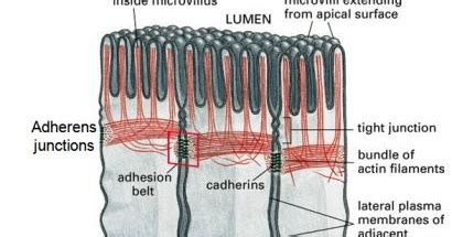 Adherens junctions ~ Biology Exams 4 U