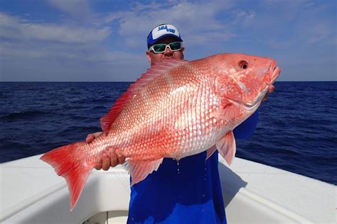 Snapper vs. Grouper: A Beginner's Guide