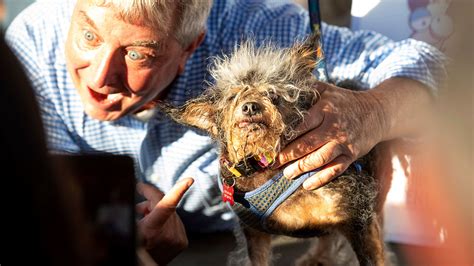 Scamp the Tramp declared 2019 World's Ugliest Dog at Sonoma-Marin Fair - ABC7 San Francisco