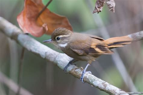 White-throated Xenops Xenops minutus Plain Xenops