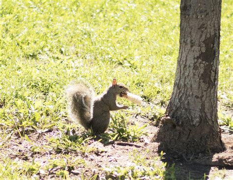 Squirrel Eating Corn On The Cob | Bored Panda