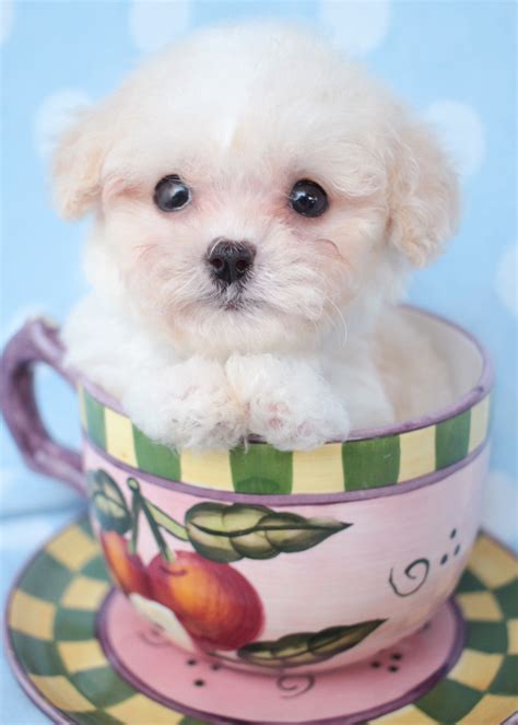 Teacup Poodle Puppy For Sale South Florida | Teacups, Puppies & Boutique