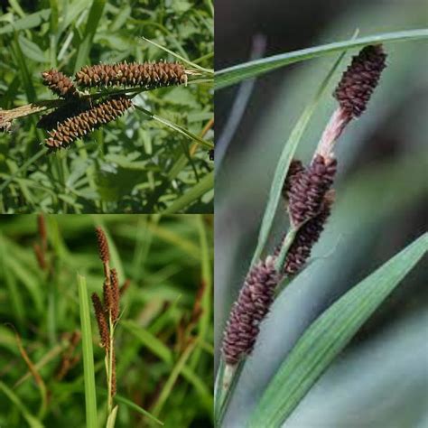 Seeds for Planting, Carex Shortiana Seeds, Short's Sedge, Bulk Wholesale Seed. - Etsy