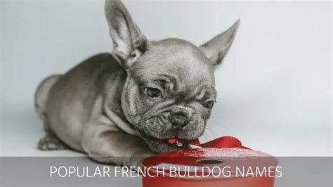 Ultimate List of the Top 500 + Bulldog Names – Cute and Popular Puppy Name Ideas