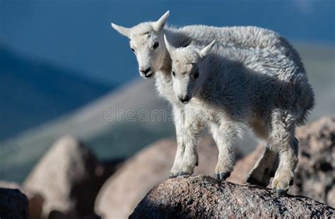 Cute Baby Mountain Goat stock image. Image of young, wildlife - 10064719