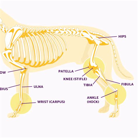 PetMassage Chart #4: Dog Joints And Ligaments | ubicaciondepersonas.cdmx.gob.mx